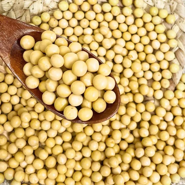Soybean Seeds Ready for Export
