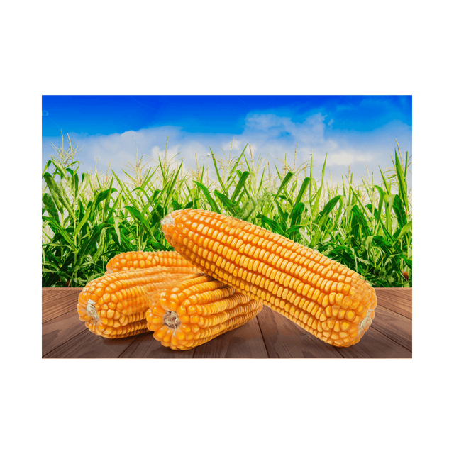 Yellow corn kernels in industrial packaging