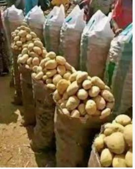 Organic Potato Harvest