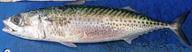 Atlantic Spanis Mackrel - Packaged