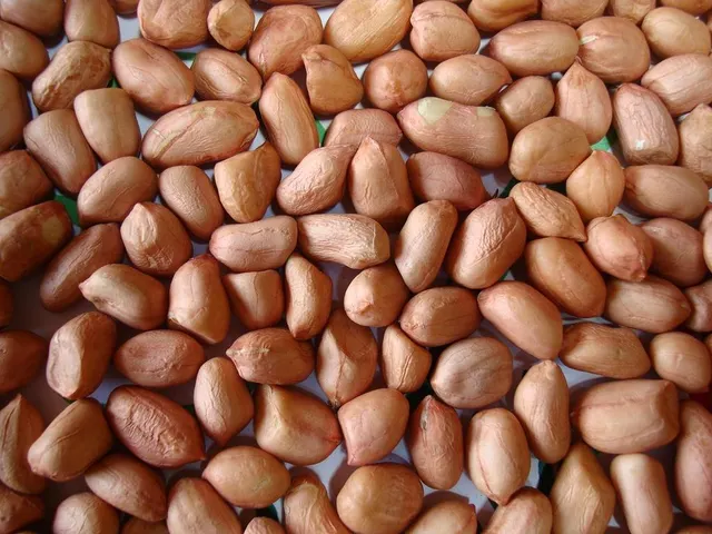 Harvested peanuts drying on mats outdoors