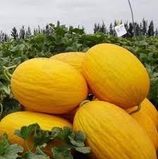 Fresh Melon Yellow Premium Canary Product
