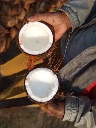 FreshCore Semi Husked Coconut