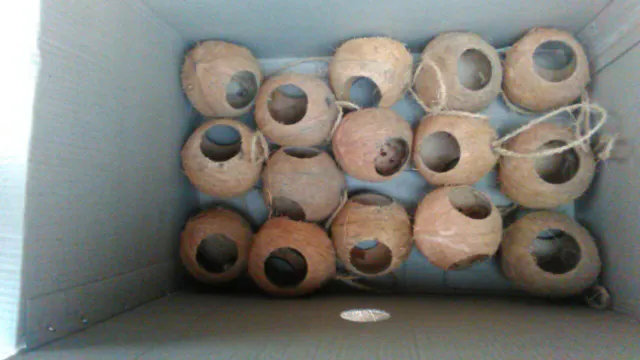 Oval Coconut Shell Bird Feeder 2