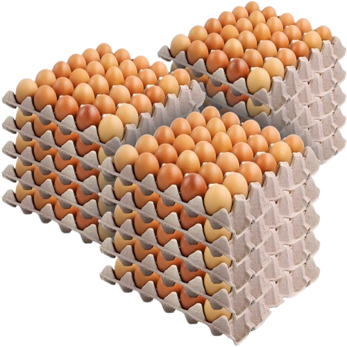 Pheasant Eggs