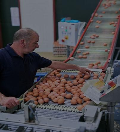 Duck Egg