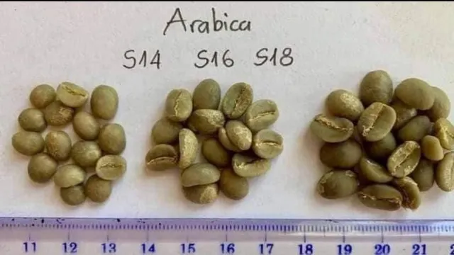 Green Arabica Coffee Beans