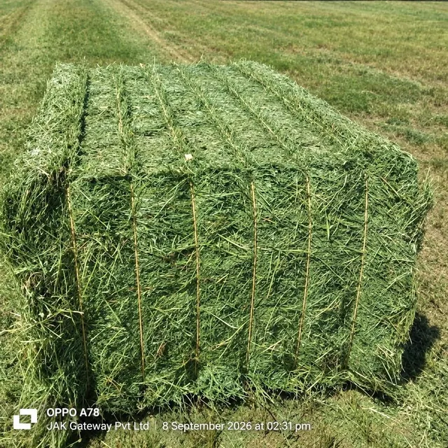 Rhodes Grass Hay Transported in Bulk