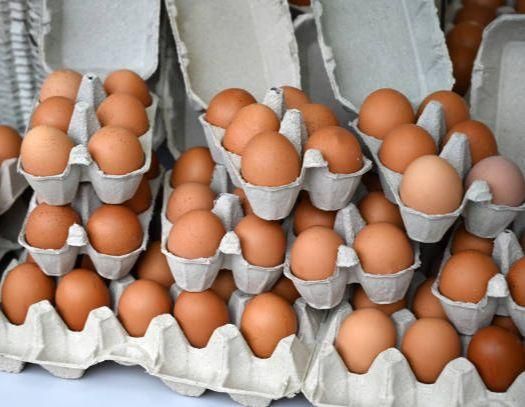 Fresh Frozen Chicken Table Egg with Brown Shell