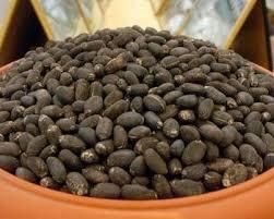 Jatropha Seed Image 2