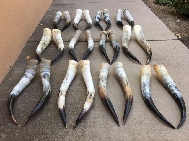 Paired Cow Horns 2