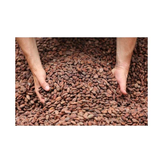 Cocoa Beans Image 1
