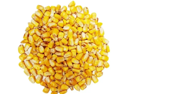 Premium Whole Yellow Corn