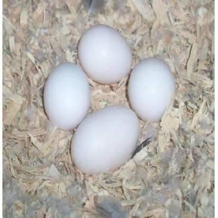 White eggs in natural lighting on rustic surface