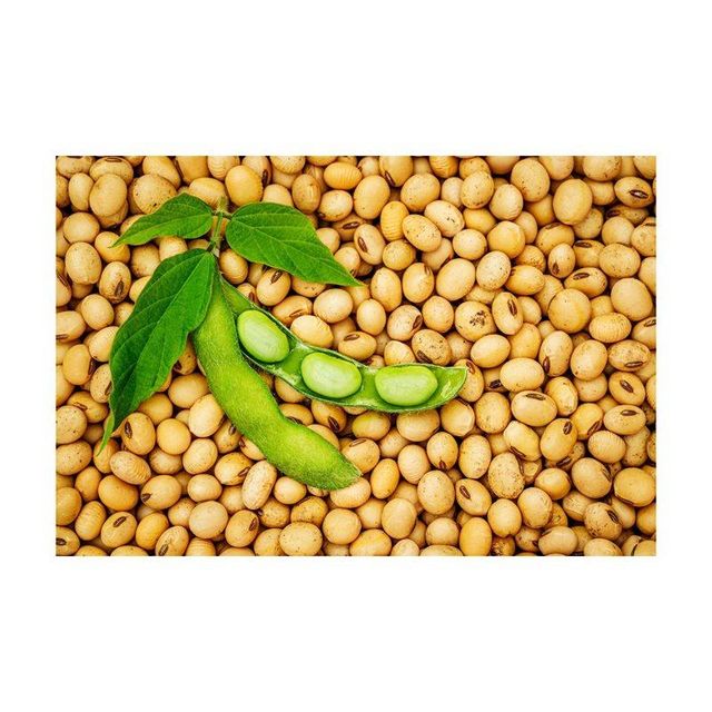 Ready for Sale Soybeans