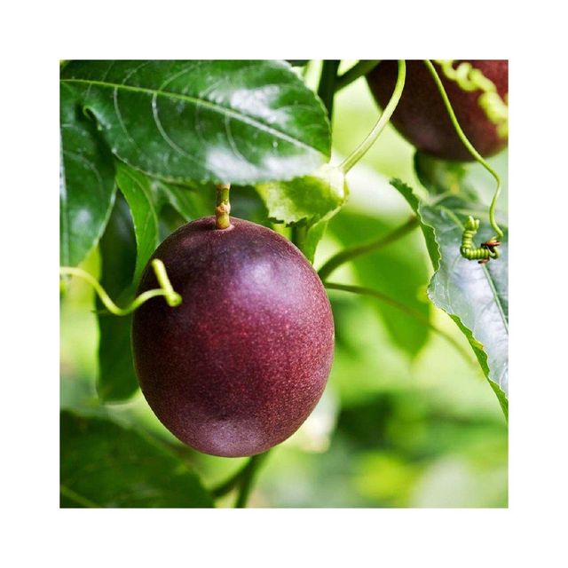 High Quality Passion Fruit Image 1