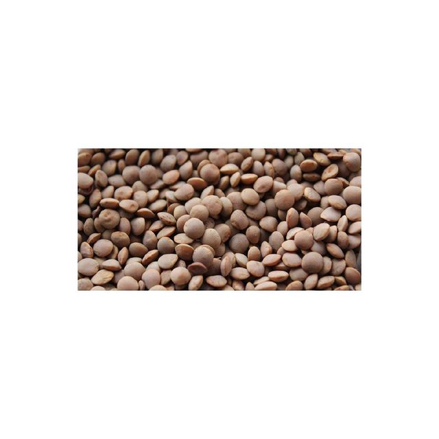 Premium Lentil Seed Batch