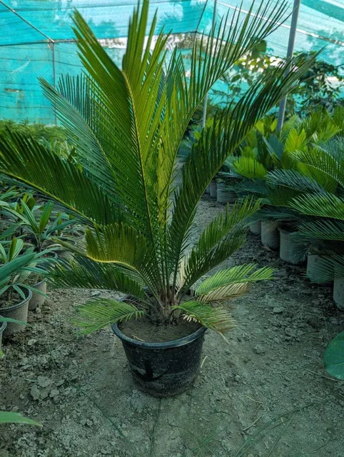 Sago Palm Lush Green Plant in Pot - Image 1