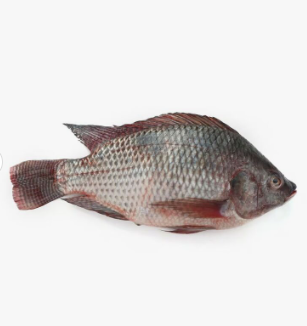 Frozen Tilapia Fish