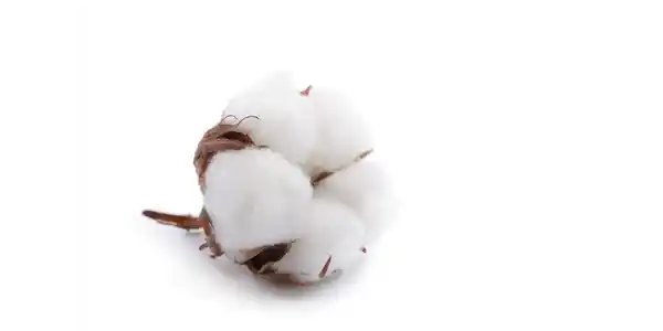 Premium Cotton