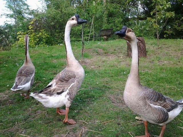 Fresh whole goose bird product