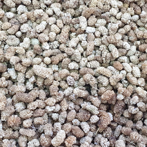 Dried Mulberries 2