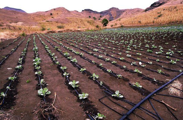 Drip Irrigation in Nigeria
