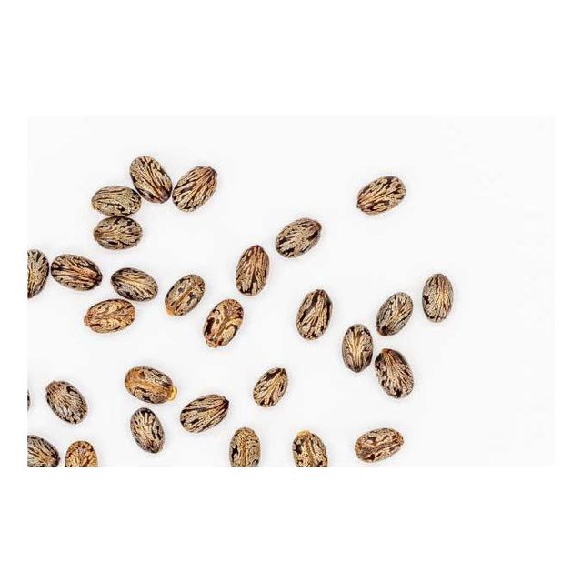 Castor Seeds 3