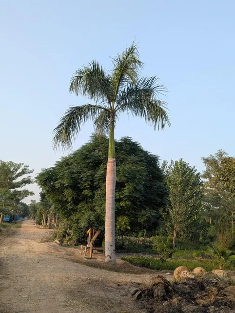 Close up of Royal Palm fronds and trunk