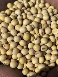 Soya Beans Image 4