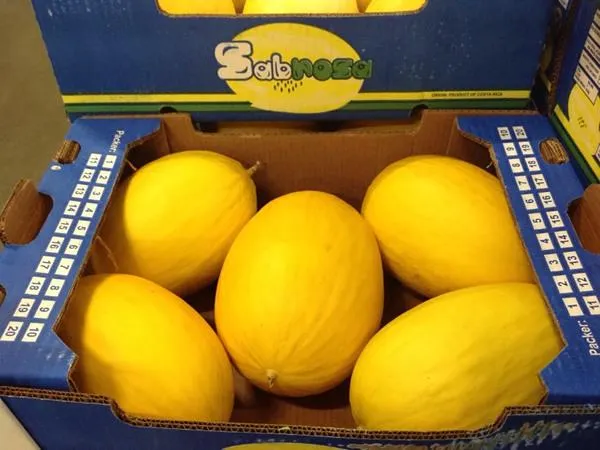 Fresh Melon Yellow Premium Canary Product