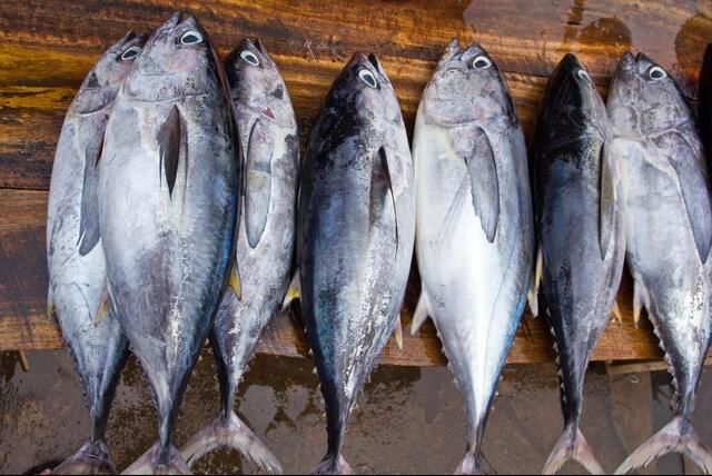 Fresh Tuna