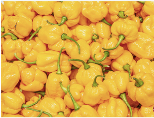 Fresh Red Chili Pepper