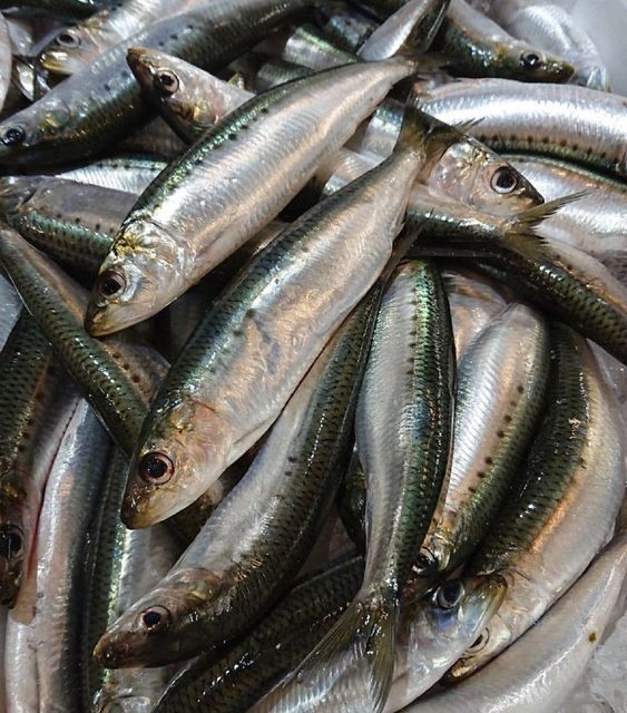Frozen Sardine 1