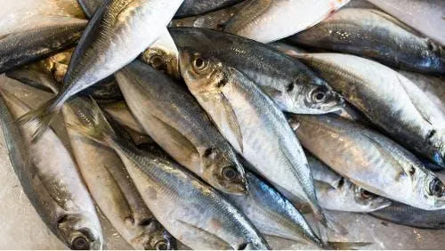Horse Mackerel Fish – Trachurus Species