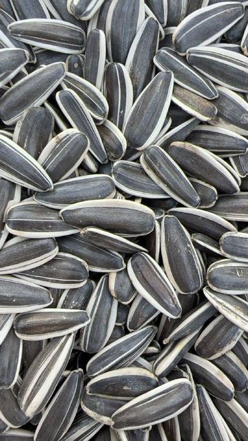 Sunflower Kernels with Salt