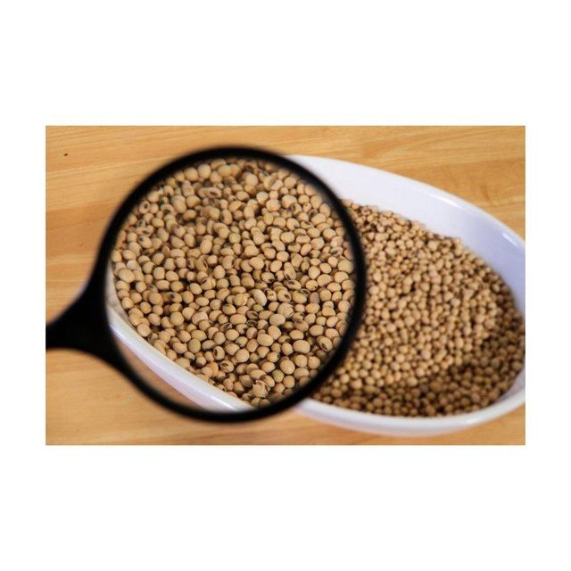 Non-GMO Soybeans
