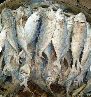 Frozen Horse Mackerel