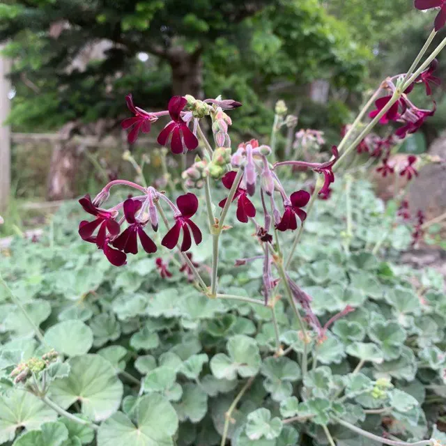 Pelargonium Sidoides Product 4