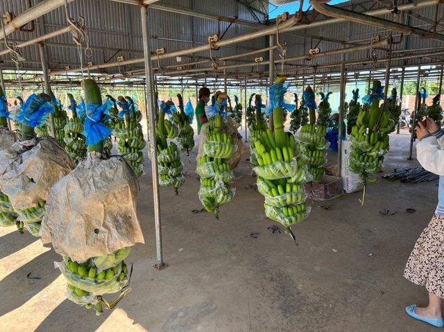 Green Cavendish Banana