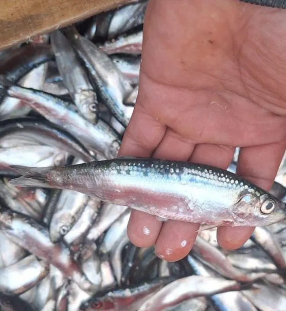 AUSTRAL Sardines Frozen Block 5