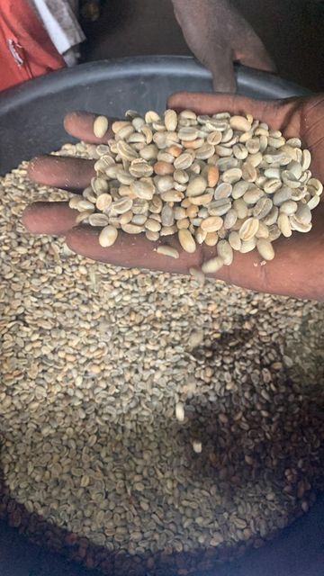 Arabica Coffee Bean Product 2