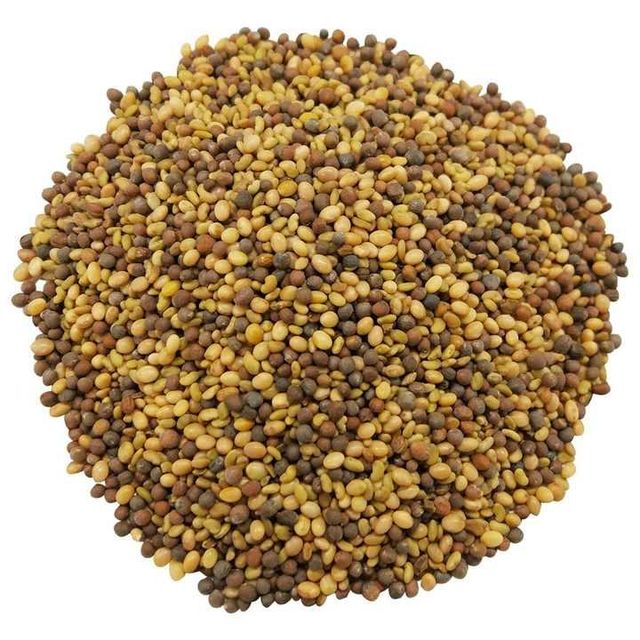 Alfalfa Seed in Bulk Container