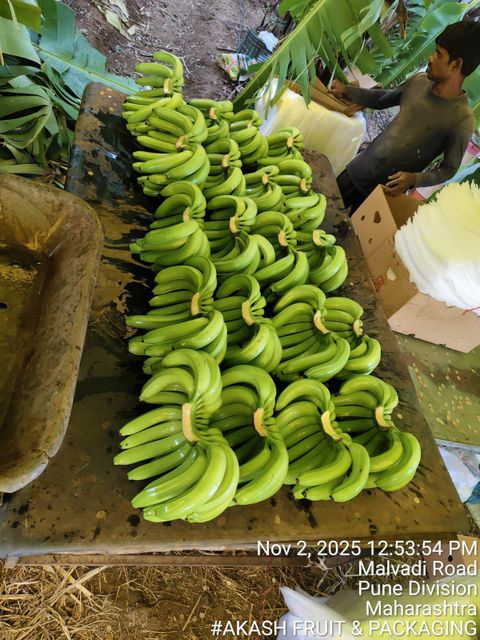 Cavendish Banana Image 4