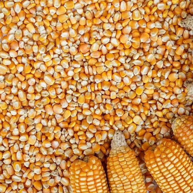 Maize Product