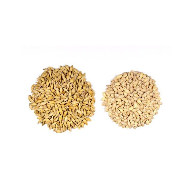 Barley seeds in natural field setting