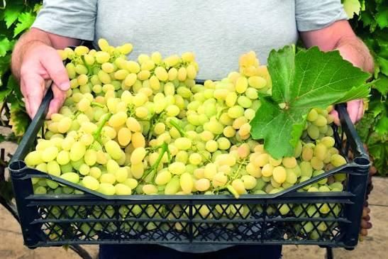 Grapes 1