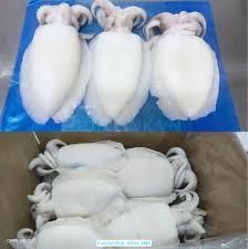 Frozen Whole Clean Baby Cuttlefish
