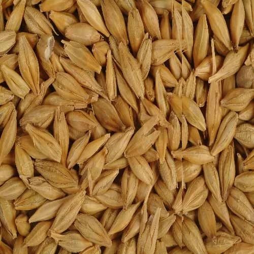 Premium Malted Barley 4