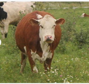 Healthy Pregnant Holstein Heifer